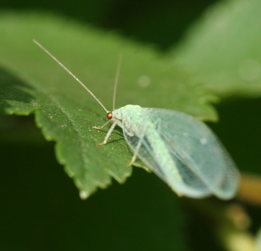 Dichochrysa prasina e altre Chrysopidae